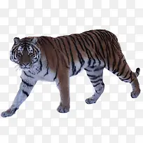 老虎-空若网 老虎-空若网