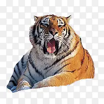 老虎-空若网 老虎-空若网