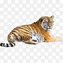 老虎-空若网 老虎-空若网