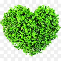 ������Ҷ������-������