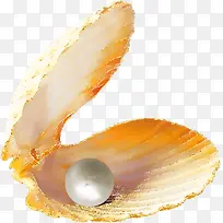 橙色漂亮扇贝珍珠-空若网 橙色漂亮扇贝珍珠-空若网
