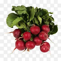 食物辣萝卜-空若网 食物辣萝卜-空若网
