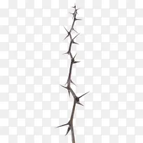 针型树枝-空若网 针型树枝-空若网