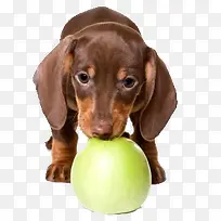 卡通动物手绘图片 狗吃苹果-空若网 卡通动物手绘图片 狗吃苹果-空若网