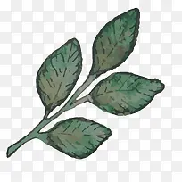 手绘植物-空若网 手绘植物-空若网