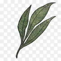 手绘植物-空若网 手绘植物-空若网