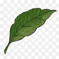 手绘植物-空若网 手绘植物-空若网