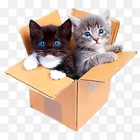 可爱猫猫-空若网 可爱猫猫-空若网