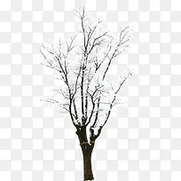 白色雪天美景大树-空若网 白色雪天美景大树-空若网