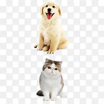 可爱温顺小狗动物-空若网 可爱温顺小狗动物-空若网