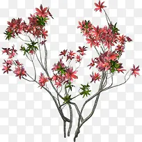 植物小树-空若网 植物小树-空若网