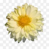 开花的杭白菊图片素材-空若网 开花的杭白菊图片素材-空若网