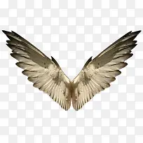 褐色翅膀-空若网 褐色翅膀-空若网