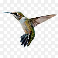 褐色啄木鸟-空若网 褐色啄木鸟-空若网