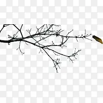 ��֦����˥������-������