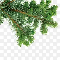 树枝素材-空若网 树枝素材-空若网