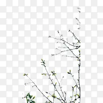 ��ɫ��֦����ز�-������