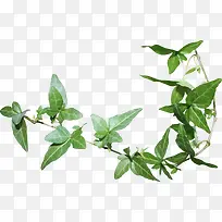 绿色树叶树枝素材-空若网 绿色树叶树枝素材-空若网