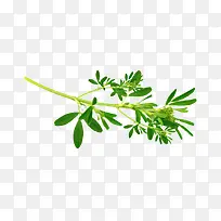 ��ɫ��֦�ز�-������