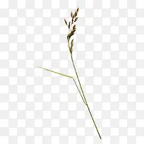 野草-空若网 野草-空若网