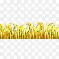 稻谷-空若网 稻谷-空若网