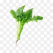 高清菠菜蔬菜食物-空若网 高清菠菜蔬菜食物-空若网
