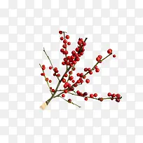 ��֦�ϵĺ��ʵ-������