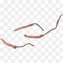 实物虫草-空若网 实物虫草-空若网