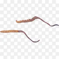 实物虫草-空若网 实物虫草-空若网