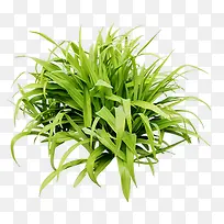 翠绿的小草-空若网 翠绿的小草-空若网