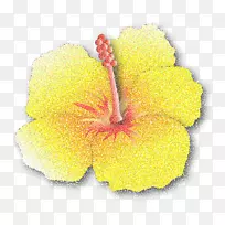 木槿开花植物花瓣芙蓉-空若网 木槿开花植物花瓣芙蓉-空若网