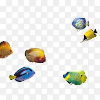 多彩鱼群-空若网 多彩鱼群-空若网