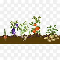 蔬菜-空若网 蔬菜-空若网