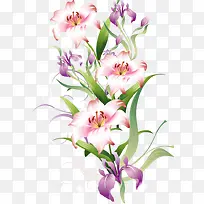 手绘百合花-空若网 手绘百合花-空若网