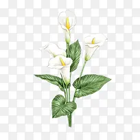 �ֻ�ٺϻ�-������