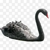 美丽黑天鹅-空若网 美丽黑天鹅-空若网