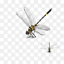 飞翔的蜻蜓-空若网 飞翔的蜻蜓-空若网