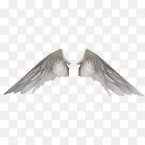 翅膀-空若网 翅膀-空若网