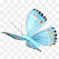 蝴蝶浅蓝色翅膀蝴蝶-空若网 蝴蝶浅蓝色翅膀蝴蝶-空若网