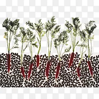 ��ɫʳ��-������