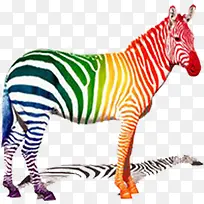 彩绘彩色斑马-空若网 彩绘彩色斑马-空若网