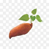 手绘食物食物图片 红薯-空若网 手绘食物食物图片 红薯-空若网