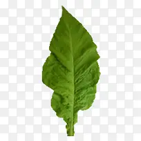 烟叶叶子-空若网 烟叶叶子-空若网