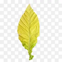 烟叶实物-空若网 烟叶实物-空若网