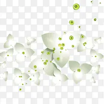 三角白花-空若网 三角白花-空若网