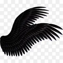 翅膀-空若网 翅膀-空若网