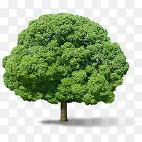 ����ֲ��������-������