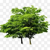 绿色清新夏日大树-空若网 绿色清新夏日大树-空若网
