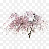 ���ŷ�ɫ�������-������