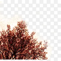 复古户外室外大树-空若网 复古户外室外大树-空若网